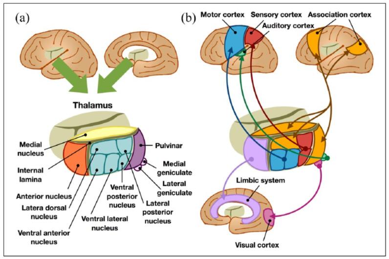 https://cdn.ncbi.nlm.nih.gov/pmc/blobs/4177/9222201/e52fdb735e85/diagnostics-12-01439-g001.jpg