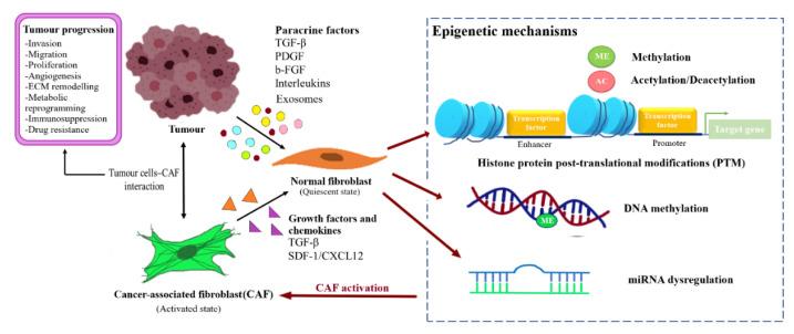 https://cdn.ncbi.nlm.nih.gov/pmc/blobs/41b0/7600259/8a92b1b586a7/cancers-12-02949-g002.jpg