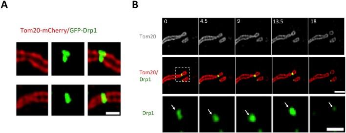 https://cdn.ncbi.nlm.nih.gov/pmc/blobs/41c1/4755738/0a7e05a4e721/elife-11553-fig4-figsupp1.jpg
