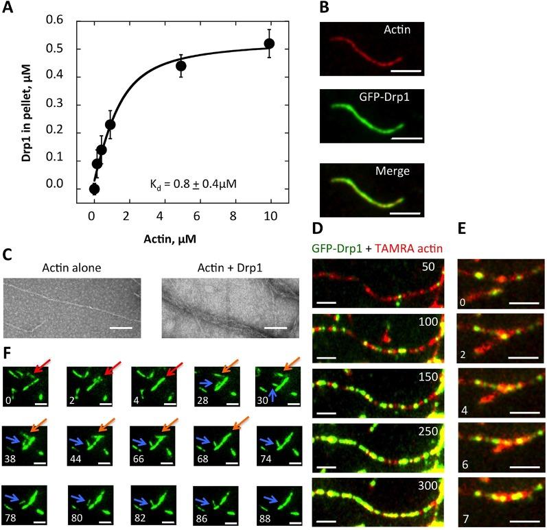 https://cdn.ncbi.nlm.nih.gov/pmc/blobs/41c1/4755738/44363100c056/elife-11553-fig8.jpg