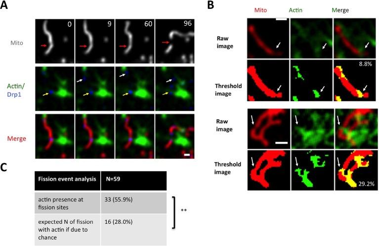 https://cdn.ncbi.nlm.nih.gov/pmc/blobs/41c1/4755738/6425ce86d075/elife-11553-fig6-figsupp2.jpg