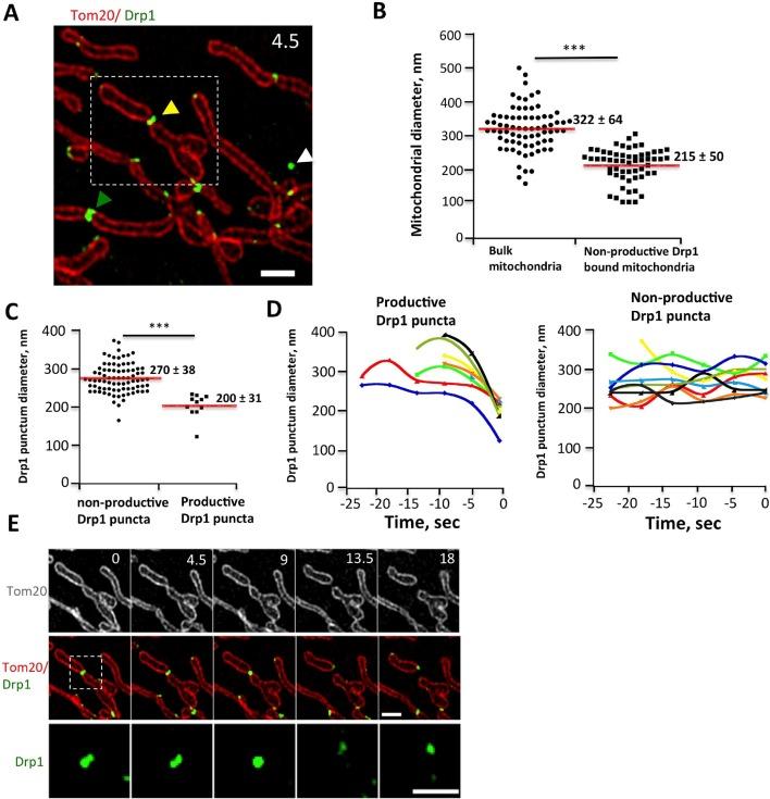 https://cdn.ncbi.nlm.nih.gov/pmc/blobs/41c1/4755738/767af7d89ea9/elife-11553-fig4.jpg