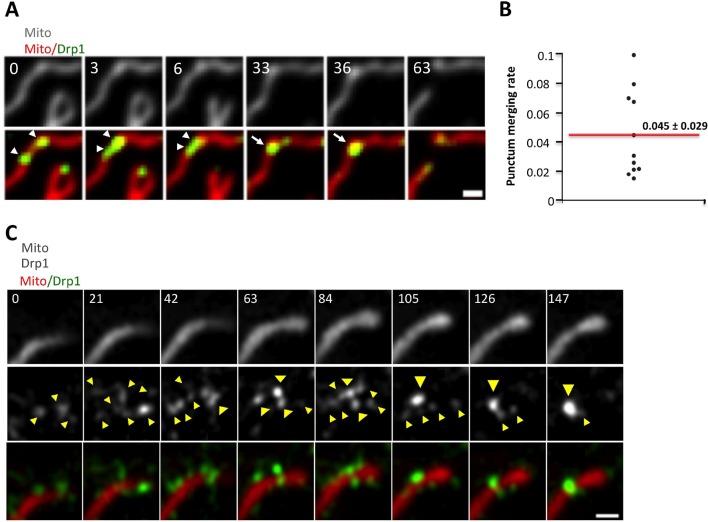 https://cdn.ncbi.nlm.nih.gov/pmc/blobs/41c1/4755738/a8b9477de216/elife-11553-fig2.jpg