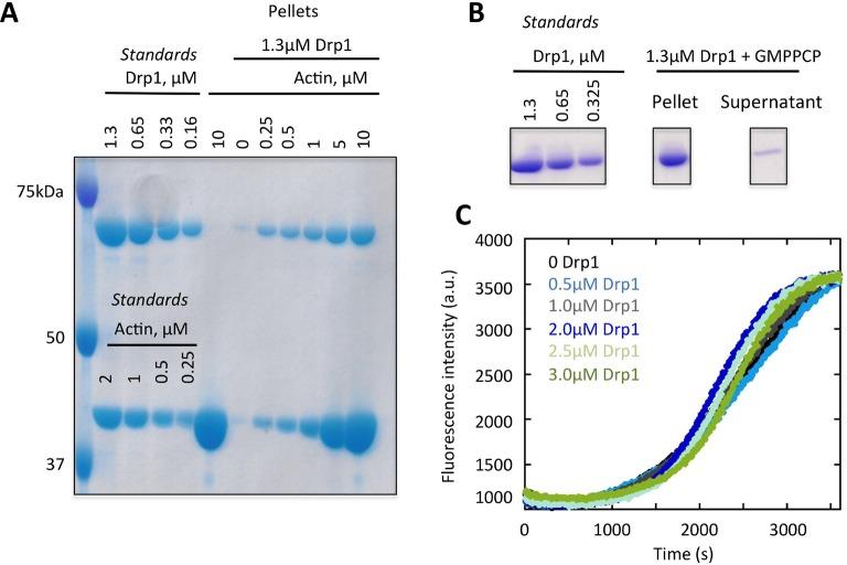 https://cdn.ncbi.nlm.nih.gov/pmc/blobs/41c1/4755738/b0b8888f2692/elife-11553-fig8-figsupp1.jpg