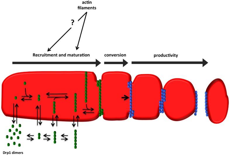 https://cdn.ncbi.nlm.nih.gov/pmc/blobs/41c1/4755738/e38bb2d8dea9/elife-11553-fig10.jpg