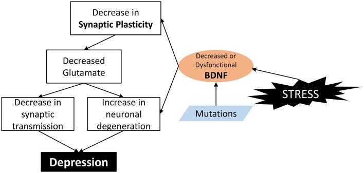 https://cdn.ncbi.nlm.nih.gov/pmc/blobs/41d5/7174655/19a93715d76e/fncel-14-00082-g0002.jpg