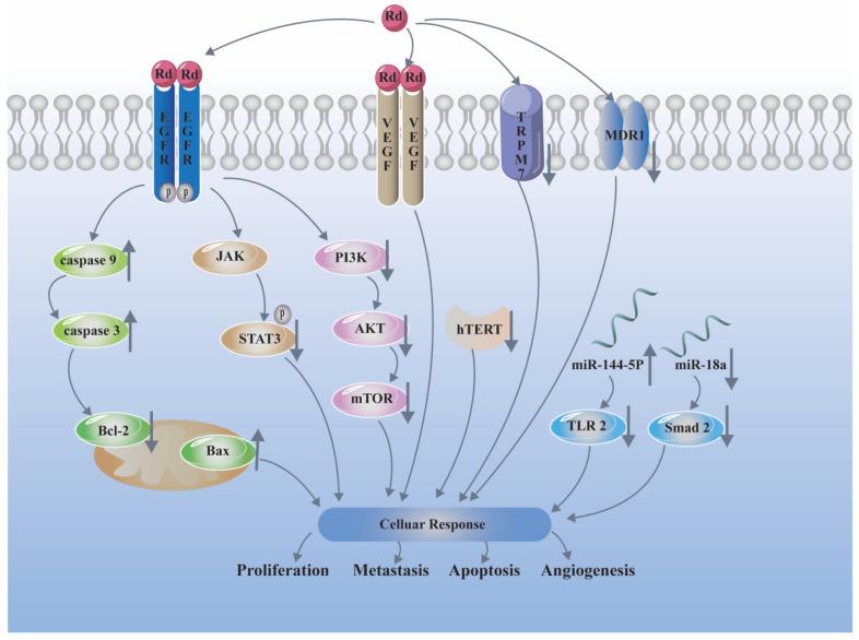 https://cdn.ncbi.nlm.nih.gov/pmc/blobs/4205/9031344/0cbe62e5f9ec/biomolecules-12-00512-g002.jpg