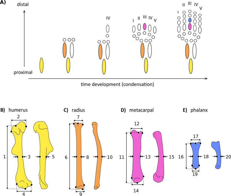 https://cdn.ncbi.nlm.nih.gov/pmc/blobs/4210/9908075/118ebf35f60d/elife-81492-fig2.jpg