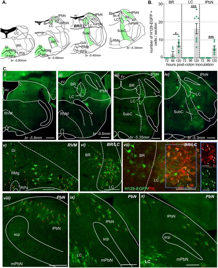 https://cdn.ncbi.nlm.nih.gov/pmc/blobs/4220/12401814/9a45ec835e12/JNC-169-0-g004.jpg