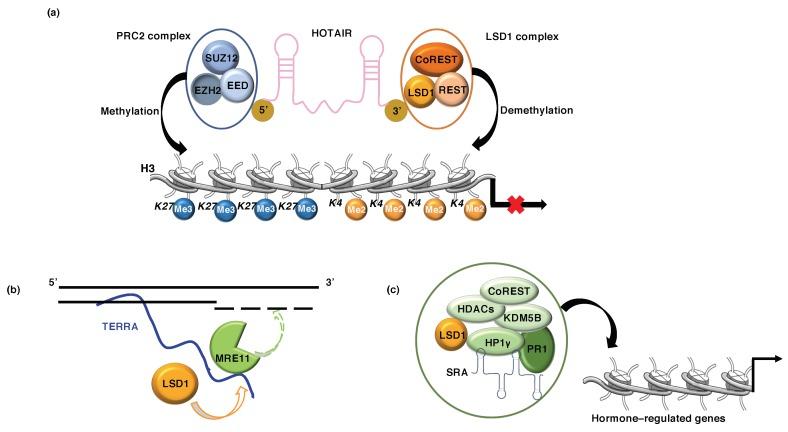 https://cdn.ncbi.nlm.nih.gov/pmc/blobs/426d/6468368/2b61f9926912/cancers-11-00324-g004.jpg
