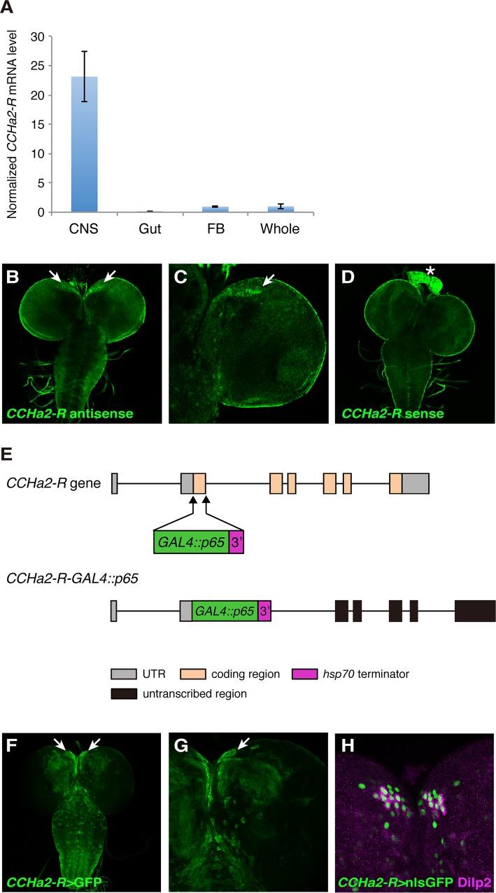 https://cdn.ncbi.nlm.nih.gov/pmc/blobs/42cf/4447355/20bfc9afa83a/pgen.1005209.g002.jpg