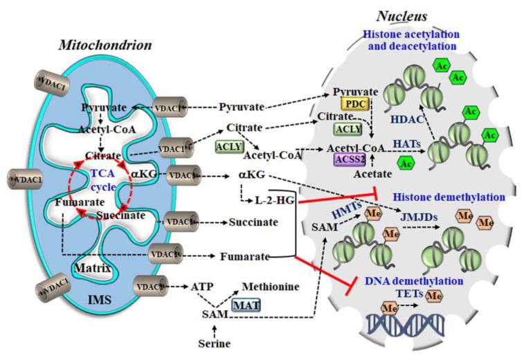 https://cdn.ncbi.nlm.nih.gov/pmc/blobs/42d7/7693975/4a72f3ebb04b/biomolecules-10-01485-g004.jpg