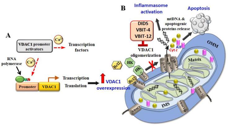 https://cdn.ncbi.nlm.nih.gov/pmc/blobs/42d7/7693975/a6df7eb5d490/biomolecules-10-01485-g003.jpg