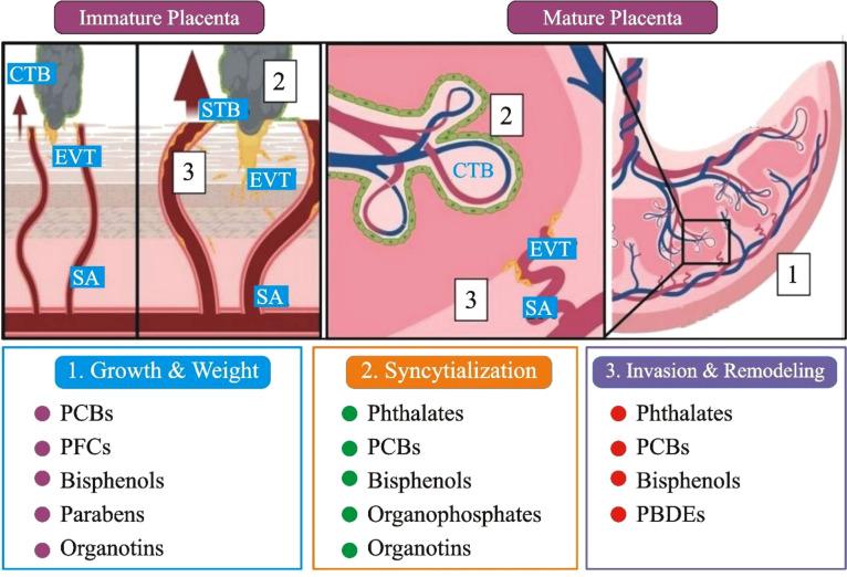 https://cdn.ncbi.nlm.nih.gov/pmc/blobs/42f2/9989293/d9ff6e09c57e/fendo-14-1059854-g003.jpg
