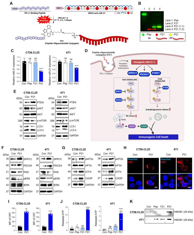 https://cdn.ncbi.nlm.nih.gov/pmc/blobs/42fb/11234275/4e50c0ce212d/thnov14p3777g002.jpg