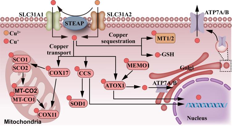 https://cdn.ncbi.nlm.nih.gov/pmc/blobs/431b/11977383/6738eb3d7c0f/cdr-8-15.fig.2.jpg