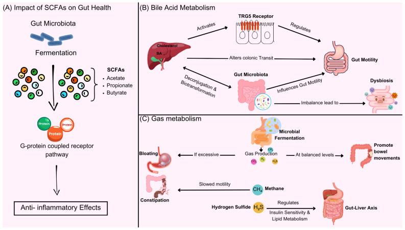 https://cdn.ncbi.nlm.nih.gov/pmc/blobs/432e/12029362/203451dc6602/metabolites-15-00269-g002.jpg