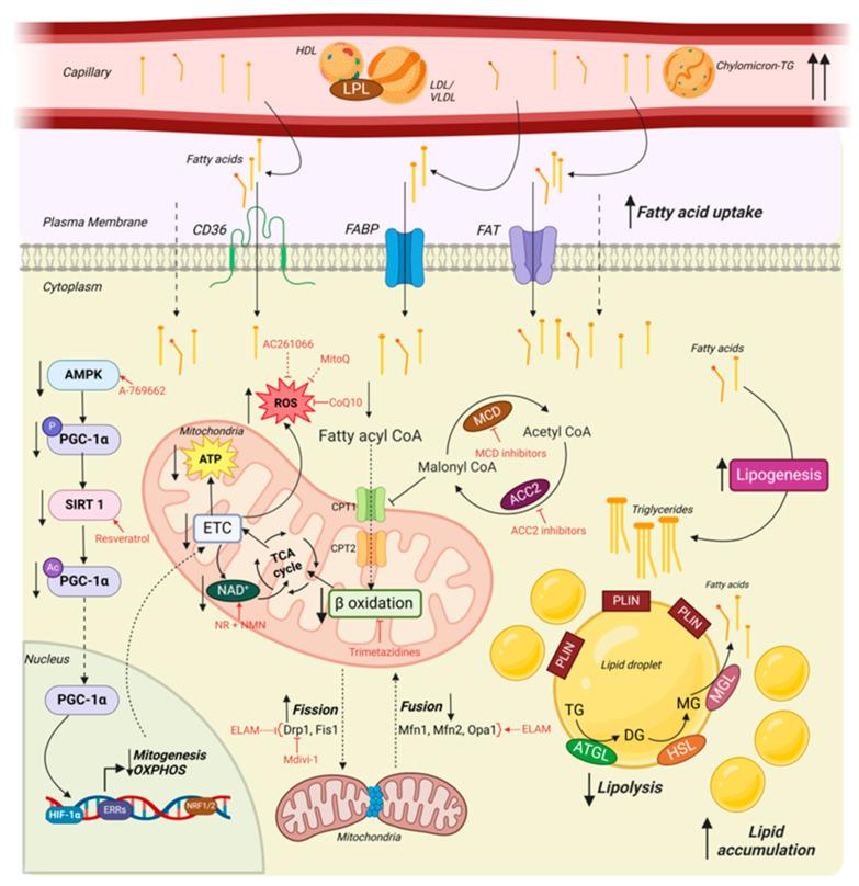 https://cdn.ncbi.nlm.nih.gov/pmc/blobs/4331/11899429/3bdc643e6d64/cells-14-00324-g001.jpg