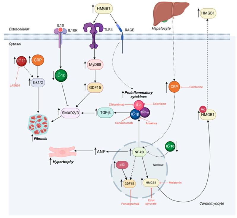 https://cdn.ncbi.nlm.nih.gov/pmc/blobs/4331/11899429/9c54257317d6/cells-14-00324-g003.jpg