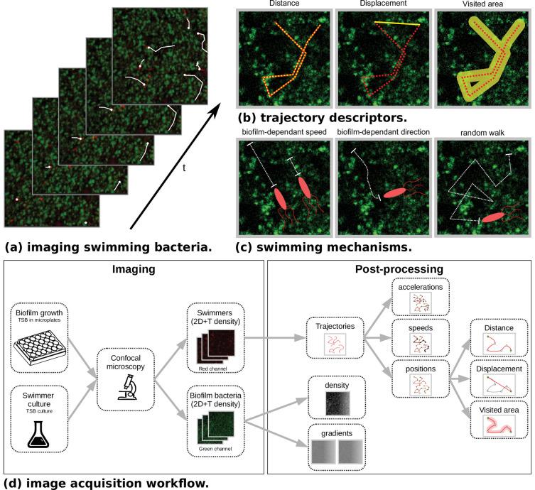 https://cdn.ncbi.nlm.nih.gov/pmc/blobs/4359/9273218/1ad8d7d8bccf/elife-76513-fig1.jpg