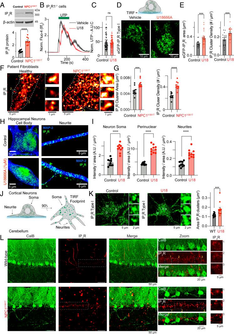 https://cdn.ncbi.nlm.nih.gov/pmc/blobs/4363/8501836/ce4019b4d96b/pnas.2110629118fig02.jpg