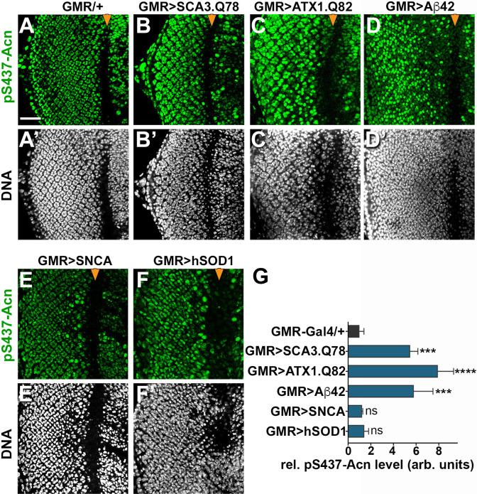 https://cdn.ncbi.nlm.nih.gov/pmc/blobs/4389/5760206/20209a5be88b/elife-30760-fig9.jpg