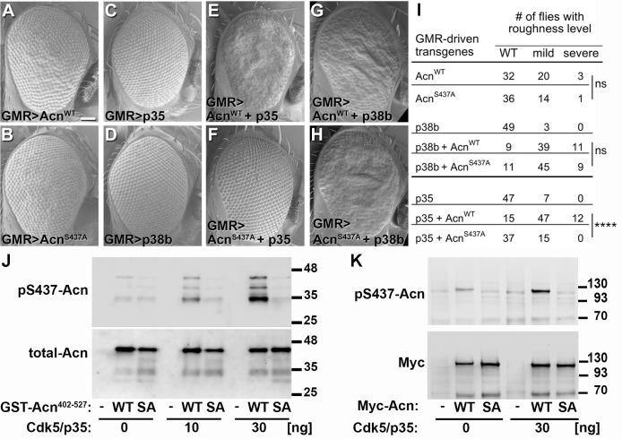 https://cdn.ncbi.nlm.nih.gov/pmc/blobs/4389/5760206/5218d15344a9/elife-30760-fig6.jpg