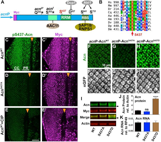 https://cdn.ncbi.nlm.nih.gov/pmc/blobs/4389/5760206/864d29dda6ef/elife-30760-fig1.jpg