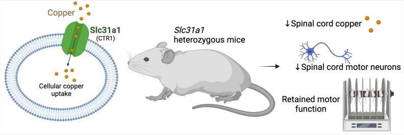 https://cdn.ncbi.nlm.nih.gov/pmc/blobs/43d9/11879390/b389e4fd920d/mfae036fig1g.jpg