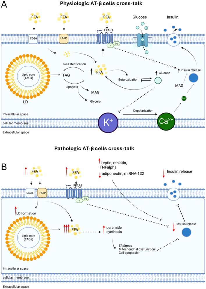 https://cdn.ncbi.nlm.nih.gov/pmc/blobs/43db/11227041/8b779810cfe9/JOE-23-0313fig2.jpg