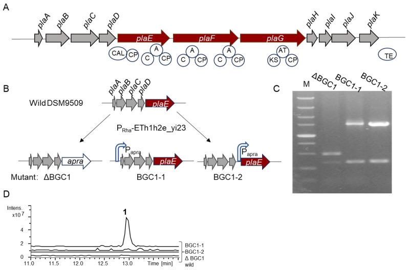 https://cdn.ncbi.nlm.nih.gov/pmc/blobs/43dc/11858073/9654c8379b81/molecules-30-00868-g001.jpg