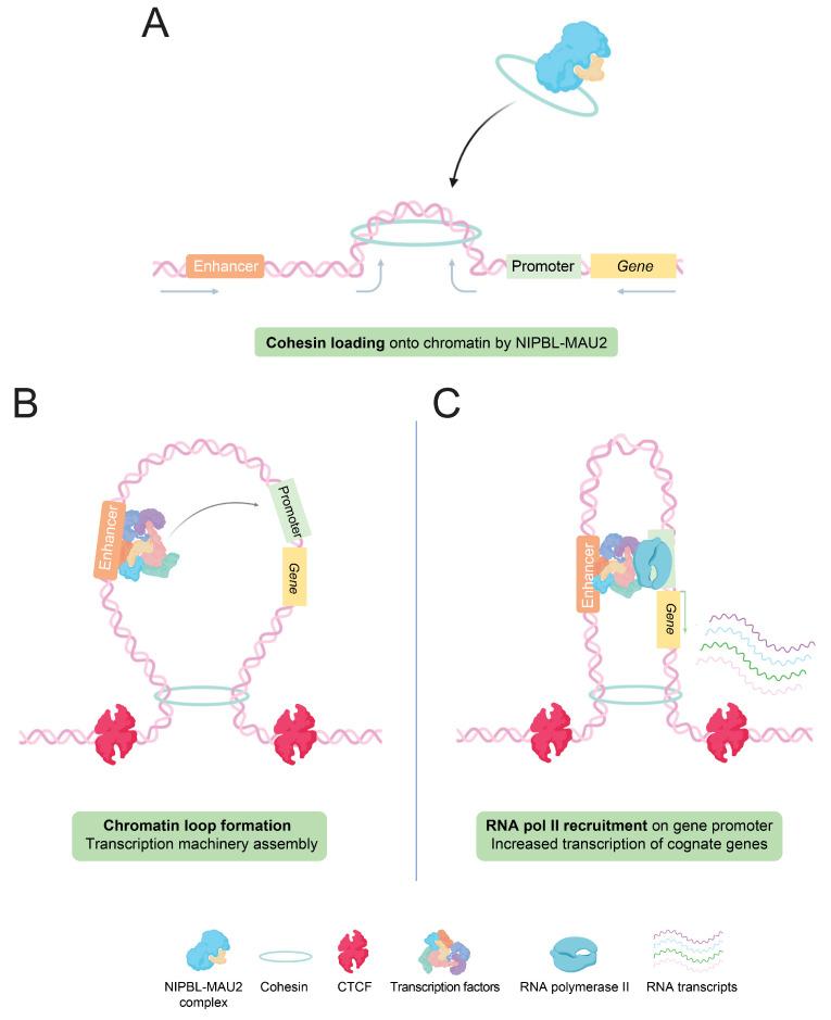 https://cdn.ncbi.nlm.nih.gov/pmc/blobs/4454/8774084/c4bb1240ef5f/cells-11-00196-g002.jpg