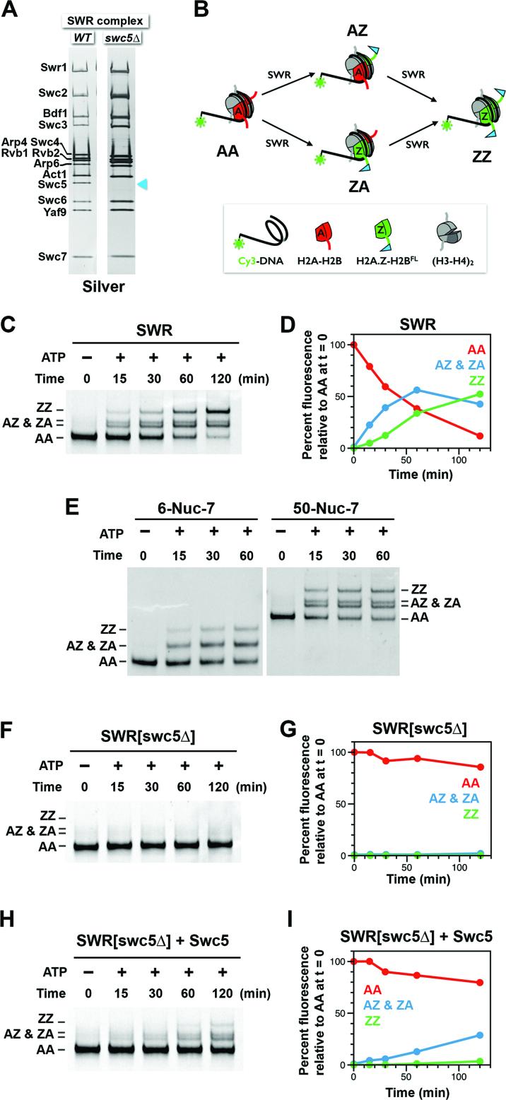 https://cdn.ncbi.nlm.nih.gov/pmc/blobs/4461/5622370/905cbaaffbc6/gkx589fig1.jpg