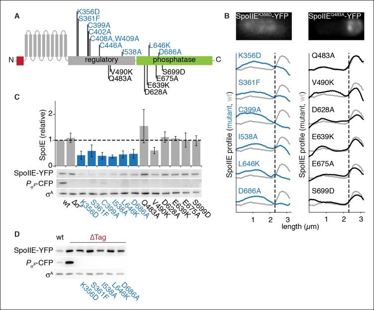 https://cdn.ncbi.nlm.nih.gov/pmc/blobs/4478/4714977/05e887de9ef1/elife-08145-fig4.jpg
