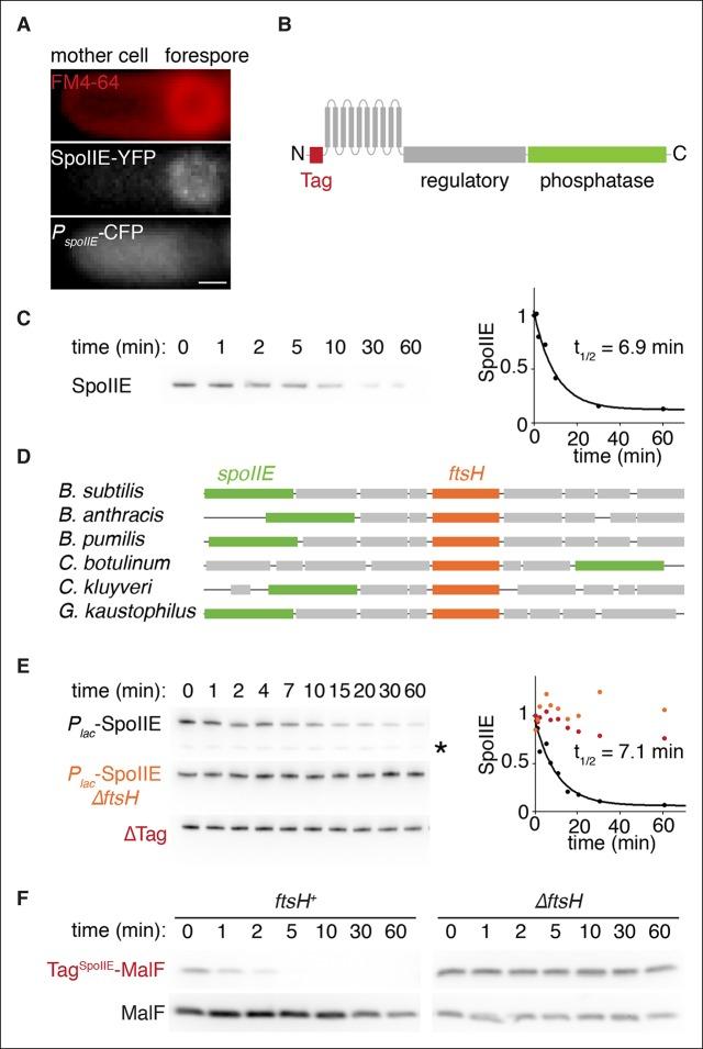 https://cdn.ncbi.nlm.nih.gov/pmc/blobs/4478/4714977/0d8c80a154d6/elife-08145-fig2.jpg