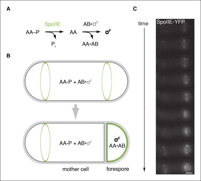 https://cdn.ncbi.nlm.nih.gov/pmc/blobs/4478/4714977/426b52b3a142/elife-08145-fig1.jpg