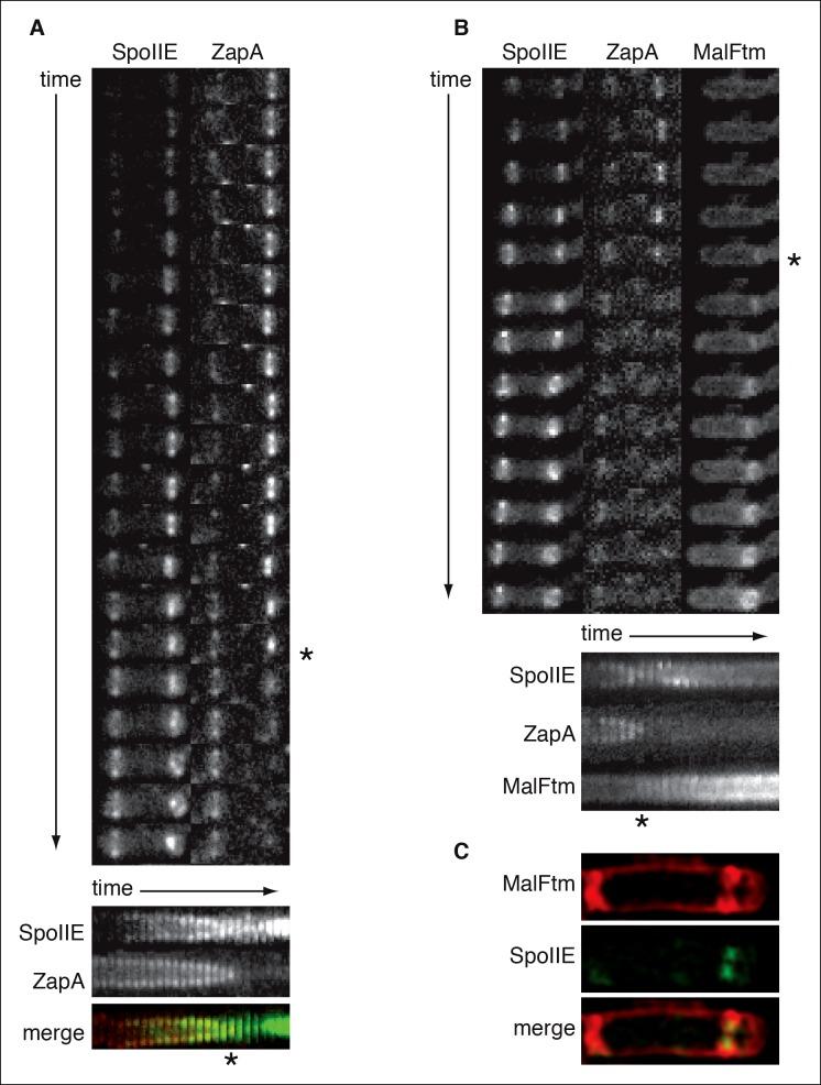 https://cdn.ncbi.nlm.nih.gov/pmc/blobs/4478/4714977/49b0ed7efc4d/elife-08145-fig1-figsupp1.jpg