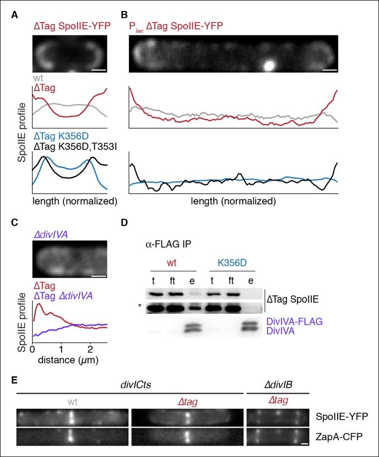 https://cdn.ncbi.nlm.nih.gov/pmc/blobs/4478/4714977/5a794a375b62/elife-08145-fig5.jpg