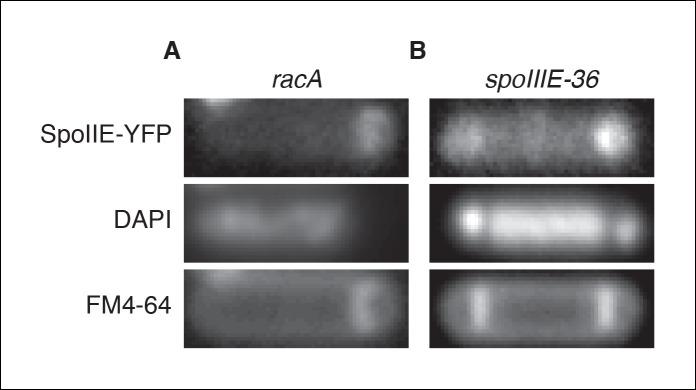 https://cdn.ncbi.nlm.nih.gov/pmc/blobs/4478/4714977/c9ffd4755212/elife-08145-fig5-figsupp1.jpg
