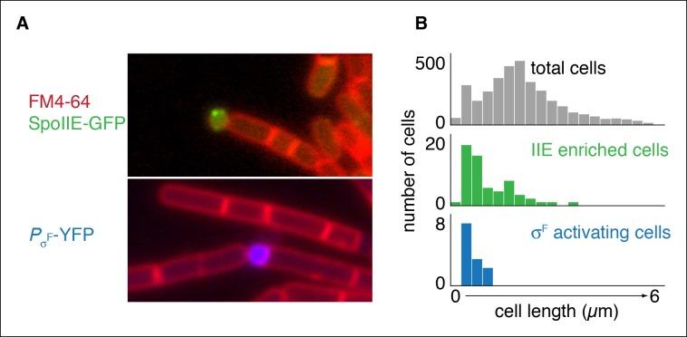 https://cdn.ncbi.nlm.nih.gov/pmc/blobs/4478/4714977/f866a5b63090/elife-08145-fig6.jpg