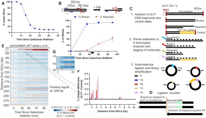 https://cdn.ncbi.nlm.nih.gov/pmc/blobs/4483/8682756/63e34b207b73/gkab597fig1.jpg