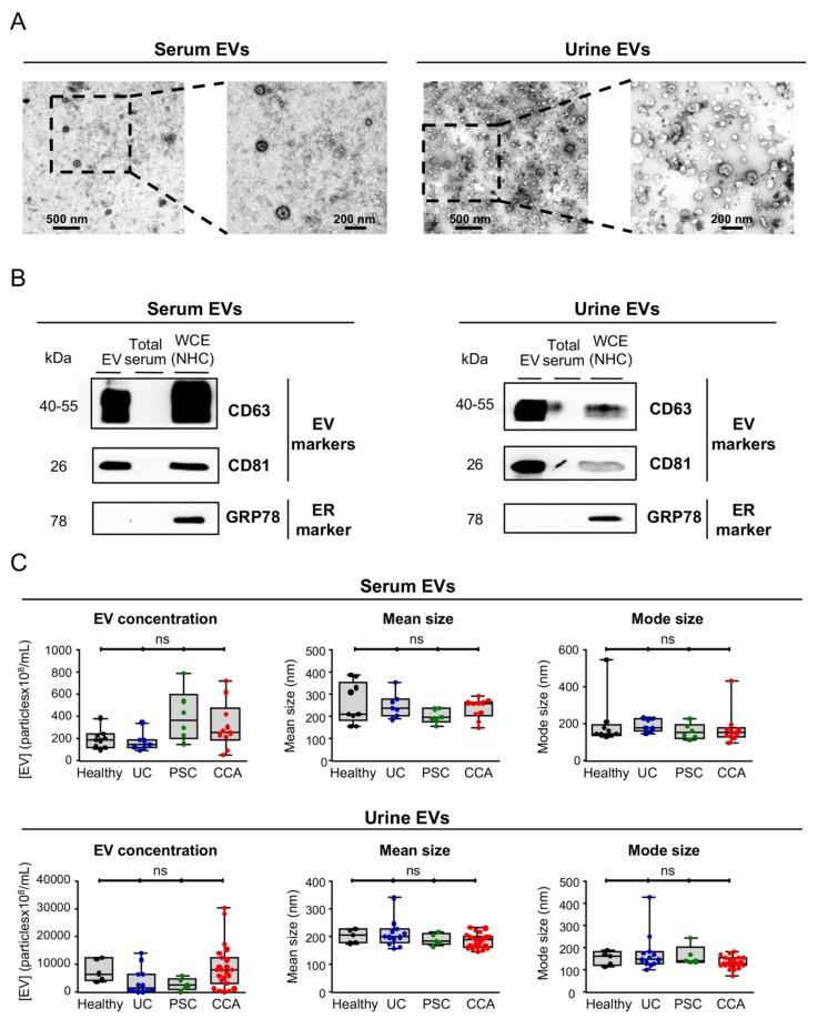 https://cdn.ncbi.nlm.nih.gov/pmc/blobs/4497/7140677/ec7b9fb06c1c/cells-09-00721-g001.jpg