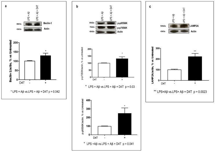 https://cdn.ncbi.nlm.nih.gov/pmc/blobs/44af/9322713/a57f2e94c7db/cells-11-02180-g004.jpg