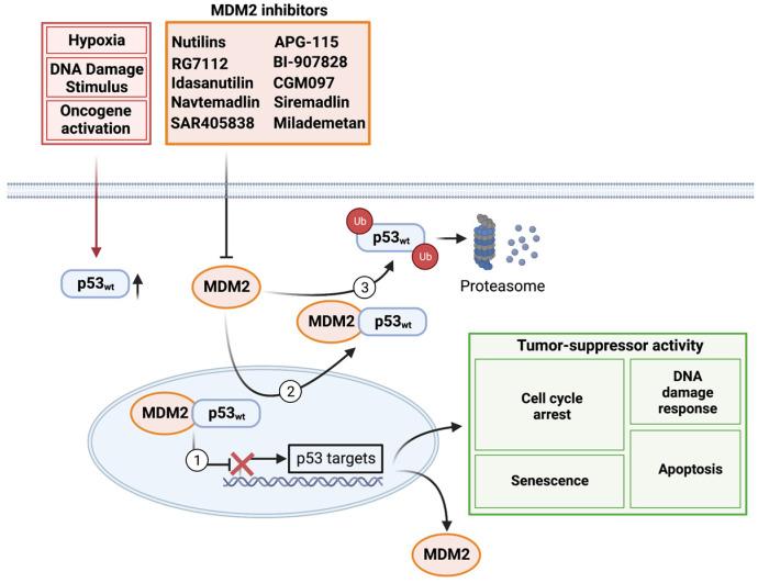 https://cdn.ncbi.nlm.nih.gov/pmc/blobs/44bc/10377337/964f5625d798/biomedicines-11-01879-g001.jpg