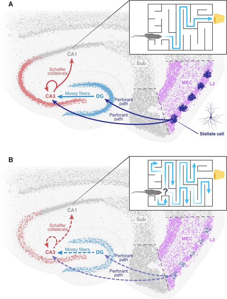 https://cdn.ncbi.nlm.nih.gov/pmc/blobs/44e4/9873252/9d6ea842d5dc/elife-85437-fig1.jpg