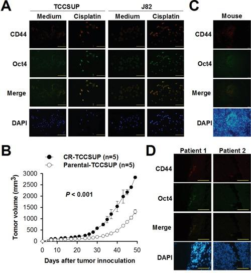 https://cdn.ncbi.nlm.nih.gov/pmc/blobs/44ec/5458172/98c4f4f1a0e7/oncotarget-08-30844-g003.jpg