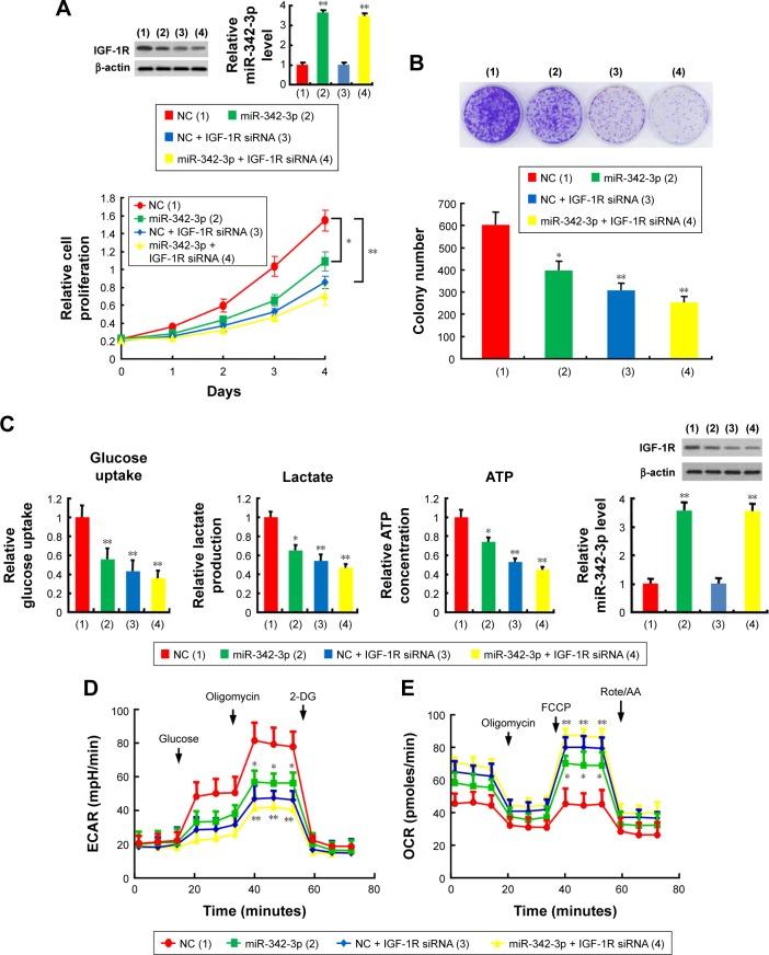 https://cdn.ncbi.nlm.nih.gov/pmc/blobs/4561/5870664/d06bbcf62115/ott-11-1643Fig3.jpg