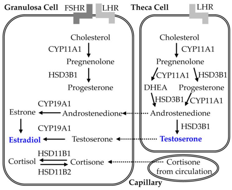 https://cdn.ncbi.nlm.nih.gov/pmc/blobs/45cc/10343257/6b0b62b146b4/nutrients-15-02833-g008.jpg
