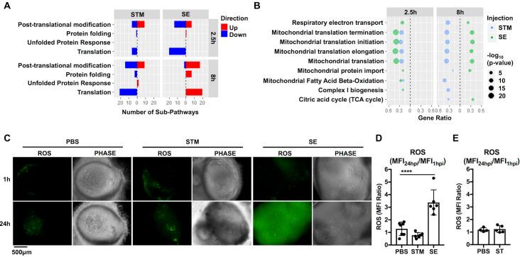 https://cdn.ncbi.nlm.nih.gov/pmc/blobs/4604/8570492/b067f9bff048/ppat.1009987.g006.jpg