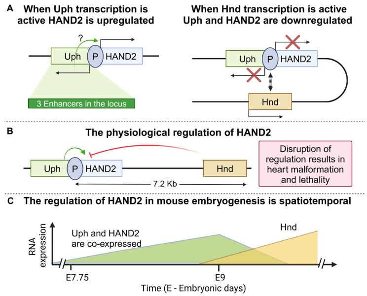 https://cdn.ncbi.nlm.nih.gov/pmc/blobs/4627/11311644/27ff1d12a5d0/cancers-16-02728-g008.jpg